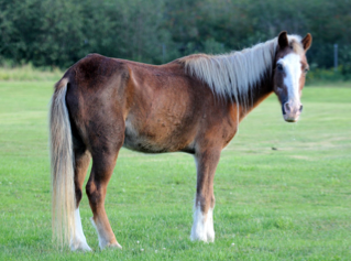 Equus ferus caballus